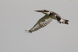 Pied Kingfisher (IMG_6708)