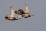 Snatterand [Gadwall] IMGL7943.jpg