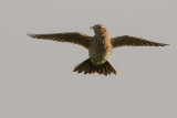 Snglrka [Eurasian Skylark] IMGL8748.jpg