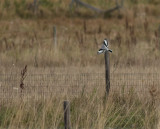 Varfgel [Great grey shrike] IMGL3568.jpg