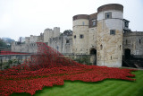 Tower of London Poppy Field