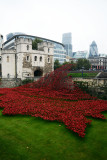 Tower of London Poppy Field