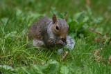 Squirrel at Center Parc Suffolk