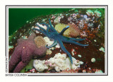 249 Sun sea star (Solaster stimpsoni), Skookumchuck Narrows