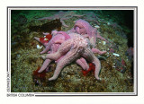 253 Giant pink stars (Pisaster brevispinus), Ratfish Point, Tahsis Inlet