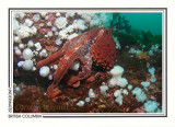 255 Giant Pacific octopus (Enteroctopus dofleini), Browning Passage, Queen Charlotte Strait
