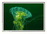 256 Sea blubber jellyfish (Cyanea capillata), Mozino Point, Tahsis Inlet