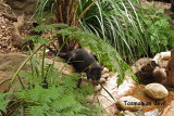 21 Sydney Zoo, Tasmanian devil