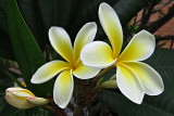 96 Kuto, frangipani flower
