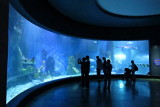155 Melbourne, Sea Life Aquarium