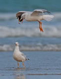 Slender-billed Gull. 