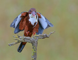 White-throated Kingfisher.