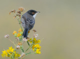 Sardinian Warbler.