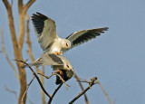 Black-winged Kite.