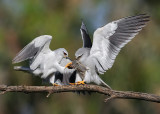 Black-winged Kite.