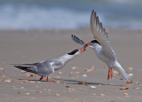 Common Tern.