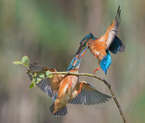 Kingfishers fight ...