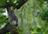 Slaguggla/Ural Owl