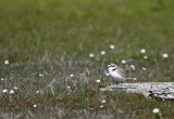 Svartbent strandpipare/Kentish Plover.