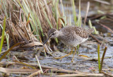 Grnbena/Wood Sandpiper.