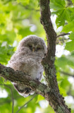 Slaguggla/Ural Owl