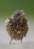 Bjrktrast/Fieldfare