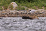 Svarthuvad ms/Mediterranean Gull 