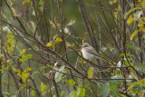 Isabellatrnskata/Isabelline Shrike