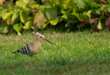 Hrfgel/hoopoe