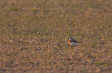 Kaspisk pipare/Caspian plover