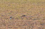 Kaspisk pipare/Caspian plover