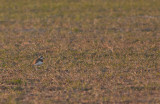 Kaspisk pipare/Caspian plover.