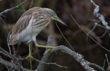 Rallhger/Squacco Heron