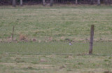 Smtrapp/Little bustard.