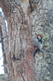 Vitryggig hackspett/White backed woodpecker.