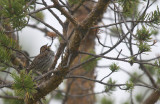 Dvrgsparv/Little Bunting.