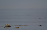 Strandskator/Oystercatcher.