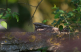 Nattskrra/Nightjar