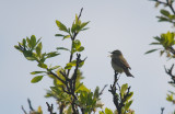 Lundsngare/Greenish Warbler.