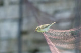 Lundsngare/Greenish Warbler.