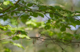 Mindre flugsnappare/Red Breasted Flycatcher.