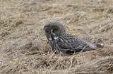 Lappuggla/Great Grey Owl.