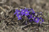 Blsippa, Albrunna/Hepatica.