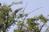 Hksngare/Barred warbler.