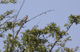 Hksngare/Barred warbler.