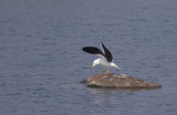 Silltrut/Lesser Black-Backed Gull.