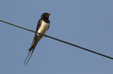 Ladusvala/Barn swallow.