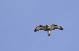 Fjllvrk/Rough-Legged Buzzard.