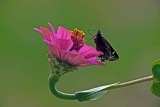 Butteryfly-on-flower_9942.jpg