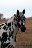 Horse-spotted2_2564.jpg